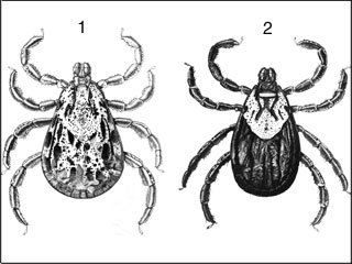 Colorado tick fever