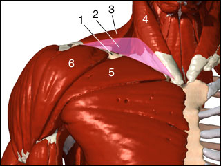 Thoracic outlet