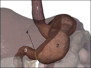 Pyloric sphincter