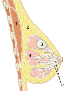 Breast cyst