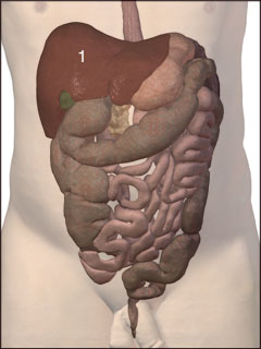 Digestive system