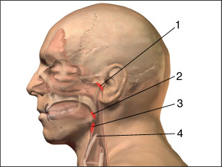 Tonsils