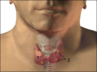 Parathyroid glands