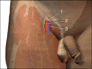 Femoral veins and arteries