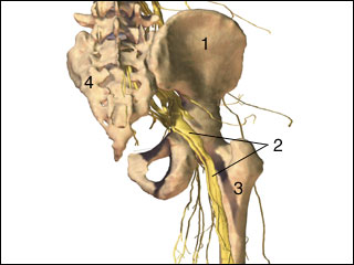 Sciatic nerve