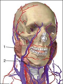 Site of sialogram