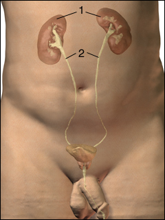 Site of renal scan