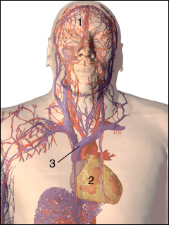 Superior vena cava